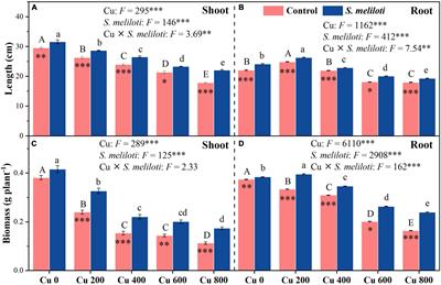 Rhizobium Inoculation Enhances the Resistance of Alfalfa and Microbial Characteristics in Copper-Contaminated Soil